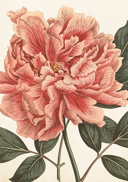 Pink flower 2-osainen kortti -Sköna Ting